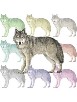 （大陸狼）タイリク オオカミのポストカード／無料イラスト