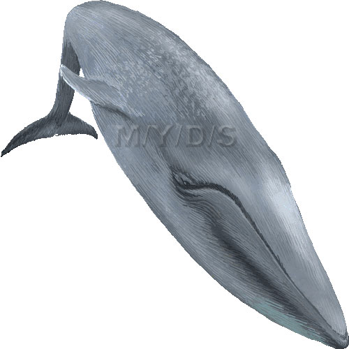 白長須鯨 シロナガス クジラのイラスト 条件付フリー素材集