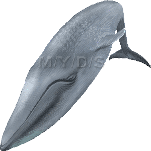 白長須鯨 シロナガス クジラのイラスト 条件付フリー素材集