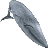 シロナガスクジラのイラスト／フリー素材（条件付）