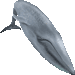 シロナガスクジラ・アイコン