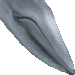 シロナガスクジラのアイコン