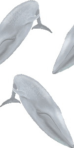 シロナガスクジラの壁紙／非営利無料イラスト