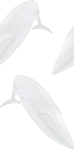 シロナガスクジラの壁紙／条件付きフリー画像