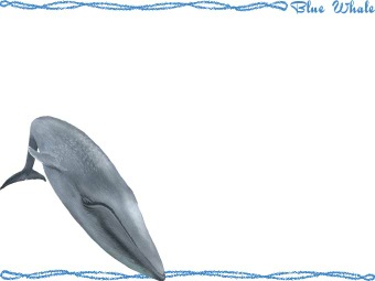（白長須鯨）シロナガス クジラの年賀状／非商用無料イラスト