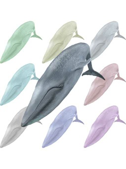 （白長須鯨）シロナガス クジラのポストカード／無料イラスト