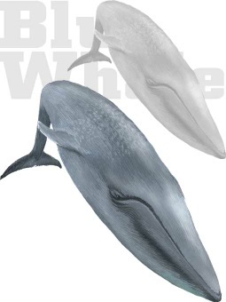 年賀状・シロナガスクジラ／条件付フリー素材