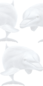 バンドウイルカの壁紙／条件付きフリー画像