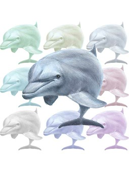 （半道海豚）ハンドウ イルカ、バンドウ イルカのポストカード／無料イラスト