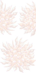 珊瑚磯巾着 サンゴ イソギンチャクのイラスト 条件付フリー素材集