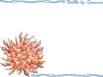 （珊瑚磯巾着）サンゴ イソギンチャクの年賀状／非商用無料イラスト