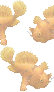 蛙鮟鱇 カエル アンコウ 躄魚 イザリウオのイラスト 条件付フリー素材集