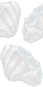 オオジャコ貝の壁紙／条件付きフリー画像