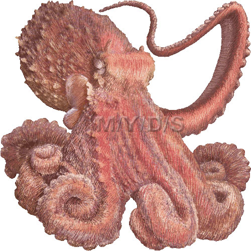 水蛸 ミズダコ タコのイラスト 条件付フリー素材集