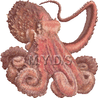 水蛸 ミズダコ タコのイラスト 条件付フリー素材集