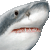 Great White Shark thumbnail