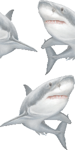 頬白鮫 ホホジロ ザメ ホオジロ ザメ サメのイラスト 条件付フリー素材集