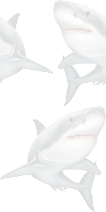オオジロザメの壁紙／条件付きフリー画像