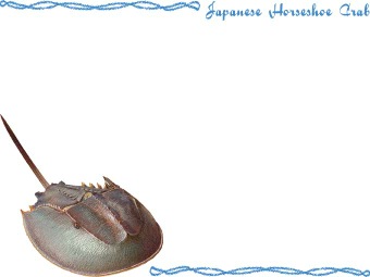 カブトガニ（甲蟹、兜蟹、鱟）の年賀状／非商用無料イラスト