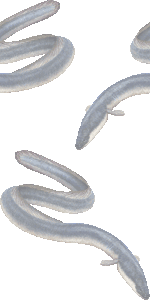 鰻の壁紙／フリー画像
