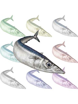 ポスカ・秋刀魚／条件付フリー素材