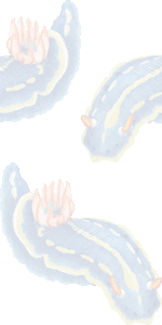 青ウミウシの壁紙／条件付きフリー画像