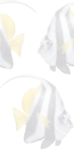 旗立鯛の壁紙／条件付きフリー画像