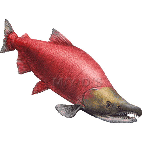 紅鮭 ベニザケ シャケのイラスト 条件付フリー素材集