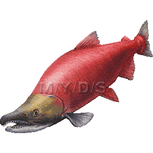 スマホ用ページ 紅鮭 ベニザケ シャケのイラスト 条件付フリー素材集