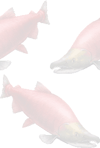 紅鮭の壁紙／条件付きフリー画像