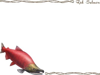 （紅鮭）ベニザケ／シャケの年賀状／非商用無料イラスト