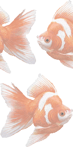 金魚の壁紙／フリー画像