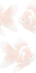 金魚の壁紙／条件付きフリー画像
