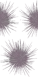 紫ウニの壁紙／フリー画像