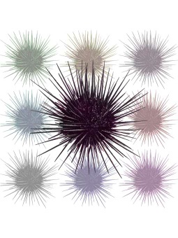 ムラサキ ウニ 紫海胆 紫海栗 紫雲丹 のイラスト 条件付フリー素材集