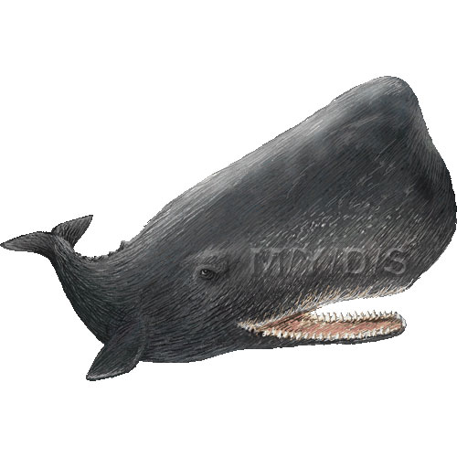 マッコウクジラのイラスト／条件付フリー素材集