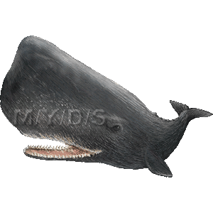 マッコウクジラのイラスト／無料素材集（条件付）
