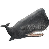 マッコウクジラのイラスト／フリー素材（条件付）