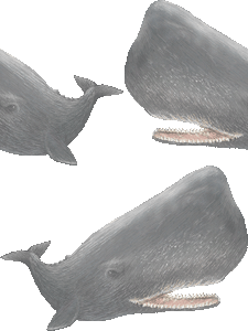 マッコウクジラの壁紙／非営利無料イラスト