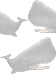マッコウクジラの壁紙／条件付きフリー画像