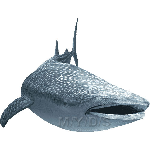 甚平鮫 ジンベエ ザメ サメのイラスト 条件付フリー素材集