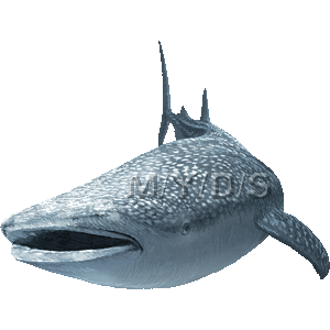 甚平鮫 ジンベエ ザメ サメのイラスト 条件付フリー素材集