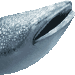 甚平鮫のアイコン