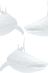 甚平鮫の壁紙／条件付きフリー画像
