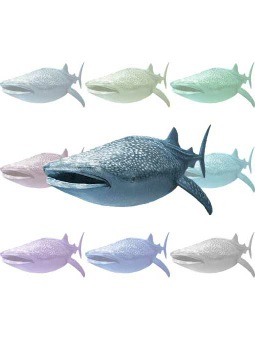 （甚平鮫）ジンベエ ザメ／サメのポストカード／無料イラスト