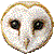Barn Owl thumbnail
