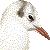 Black-headed Gull thumbnail