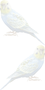 背黄青鸚哥の壁紙／条件付きフリー画像