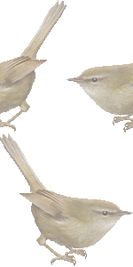 鶯 鴬 ウグイスのイラスト 条件付フリー素材集