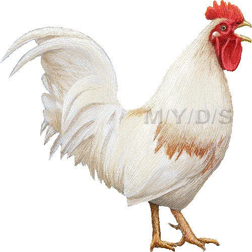 鶏 雄鶏 ニワトリ オンドリのイラスト 条件付フリー素材集